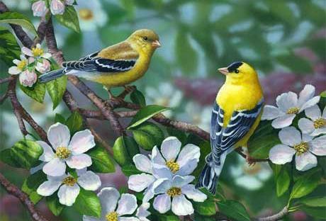 عکس کارتونی پرنده ها