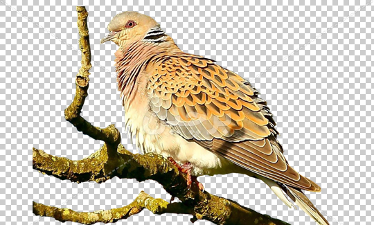 عکس کارتونی پرنده روی درخت
