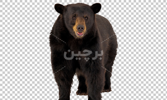 عکس کارتونی خرس تنبل