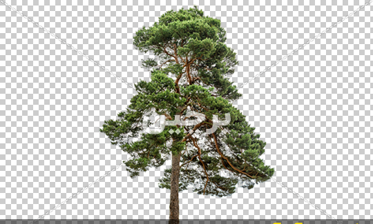 عکس کارتونی درخت کاج