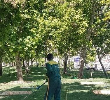 عکس کارتونی درخت چنار