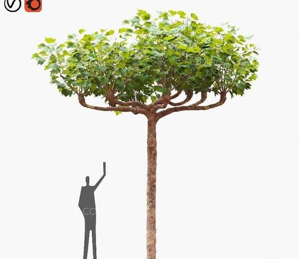عکس کارتونی درخت چنار