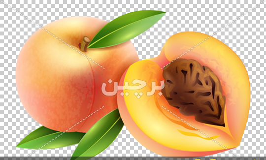 عکس کارتونی زردآلو