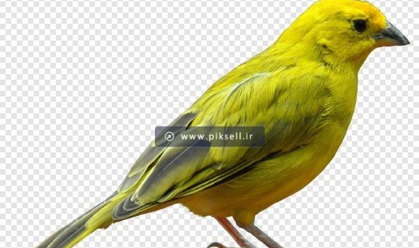 عکس کارتونی قناری زرد