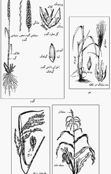 عکس دانه های تک لپه ای و دو لپه ای