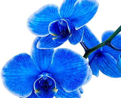 عکس دانه های تک لپه ای و دو لپه ای