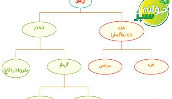 عکس دانه های تک لپه ای و دو لپه ای