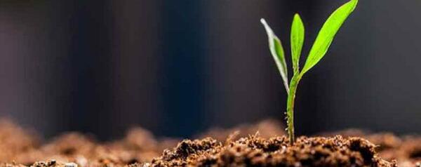 عکس دانه های تک لپه ای و دو لپه ای