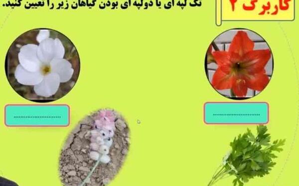 عکس دانه های تک لپه ای و دو لپه ای