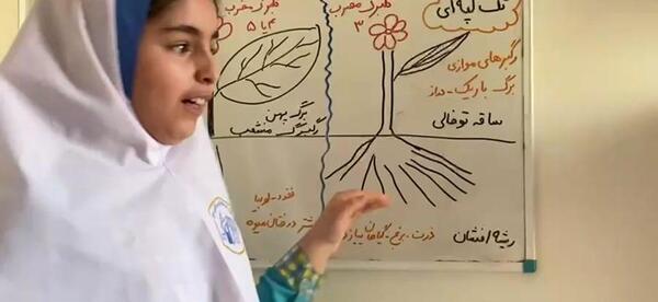 عکس دانه های تک لپه ای و دو لپه ای