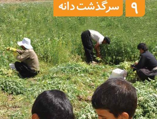عکس دانه های دولپه ای