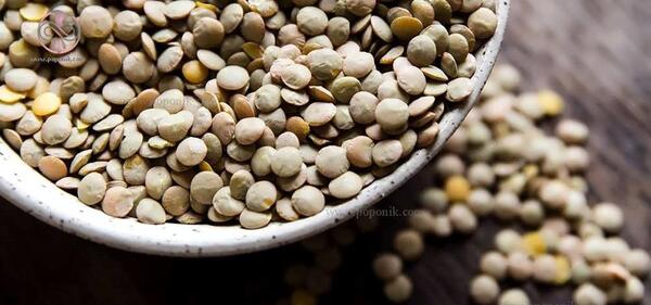 عکس دانه های دولپه ای