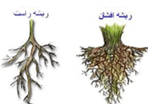 عکس دانه های دولپه ای