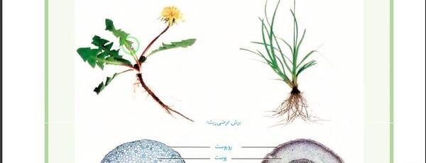 عکس ریشه گیاه تک لپه