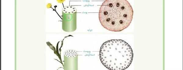عکس ریشه گیاه تک لپه