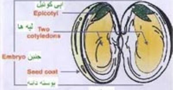 عکس ریشه گیاه تک لپه