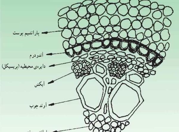 عکس ریشه گیاه تک لپه