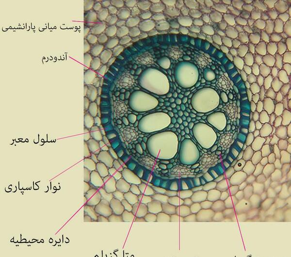 عکس ریشه گیاه تک لپه