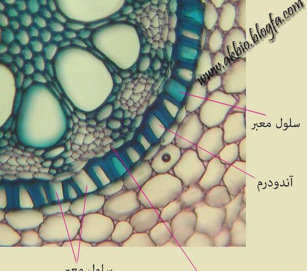 عکس ریشه گیاه تک لپه