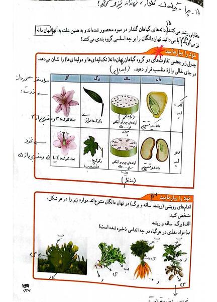 عکس ساقه دو لپه ای