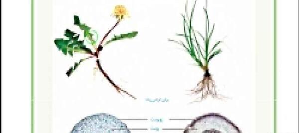 عکس ساقه دو لپه ای