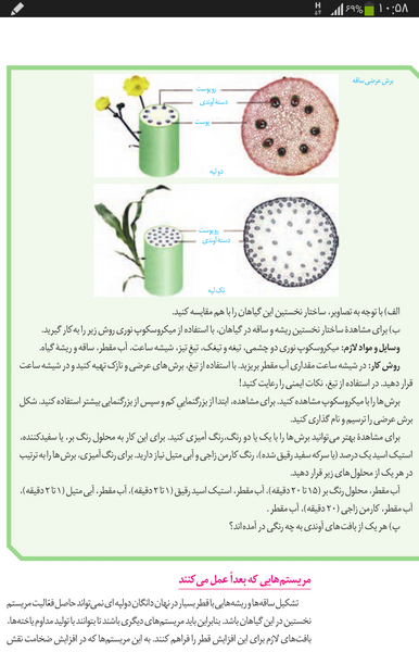 عکس ساقه دو لپه ای