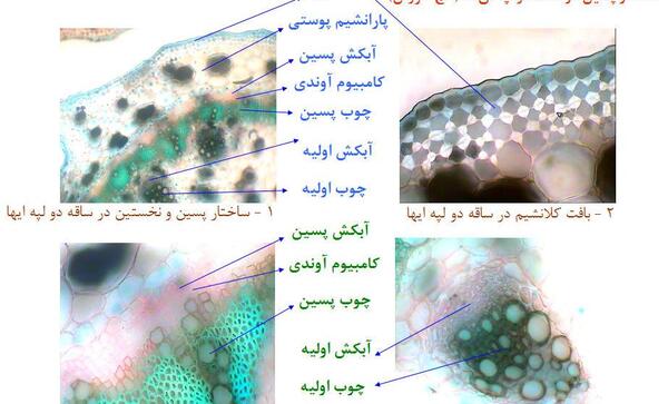 عکس ساقه دو لپه ای