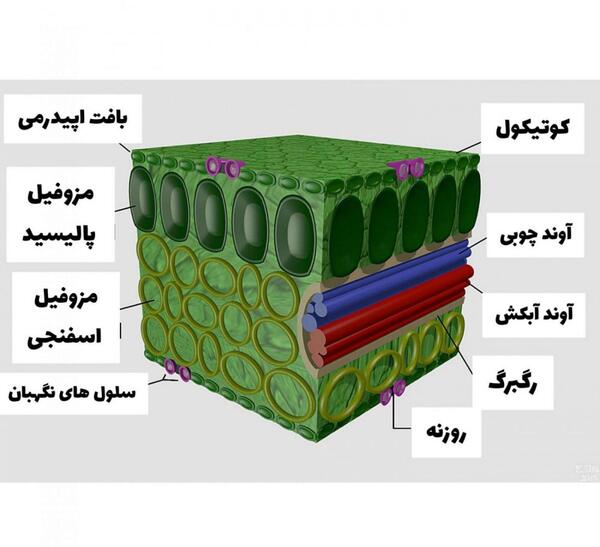 عکس ساقه دو لپه ای