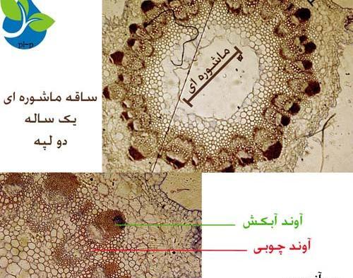 عکس ساقه دو لپه ای