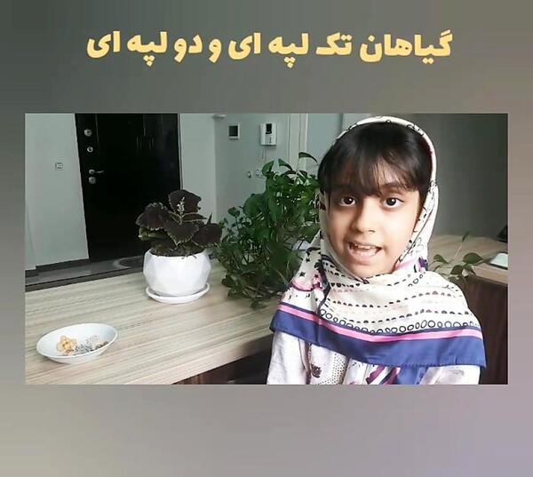 عکس دانه های دو لپه ای