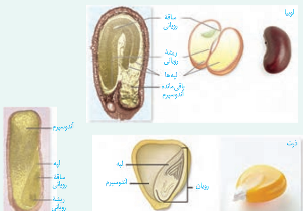 عکس دانه های دو لپه ای