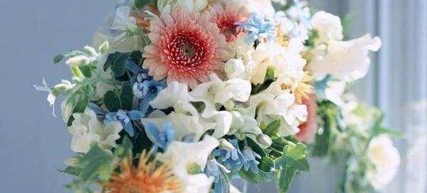 عکس دانه های دو لپه ای