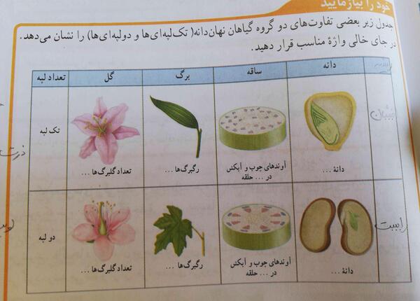 عکس دانه های دو لپه ای