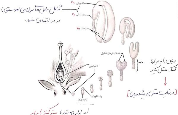 عکس دانه های دو لپه ای