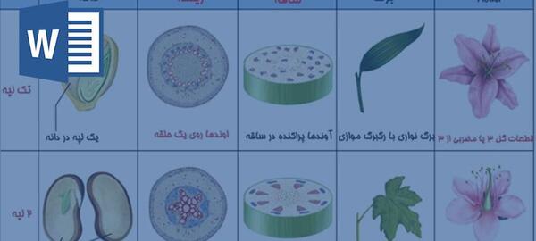 عکس دانه های دو لپه ای