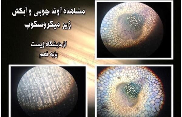 عکس گیاهان تک لپه ای و دو لپه ای