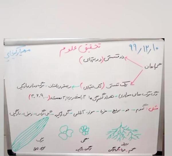 عکس گیاهان تک لپه ای و دو لپه ای