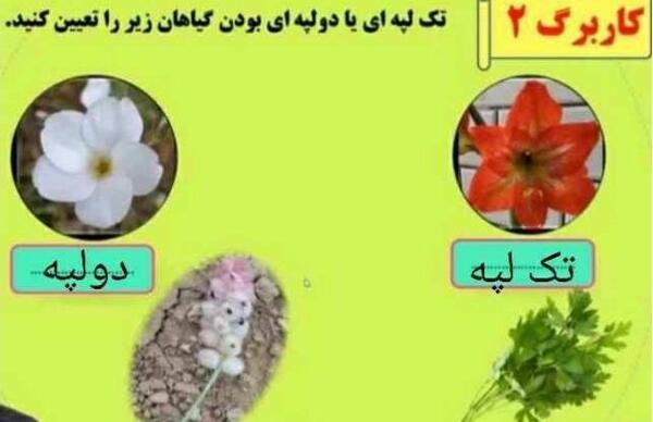 عکس گیاهان تک لپه ای و دو لپه ای