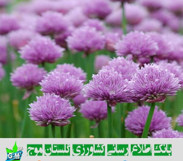 عکس برگ گیاهان تک لپه ای