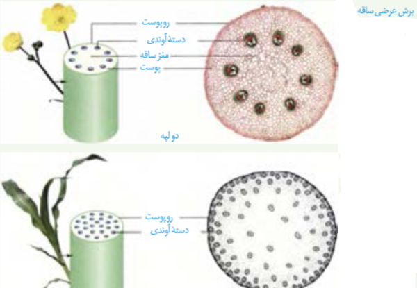عکس برگ گیاهان تک لپه ای