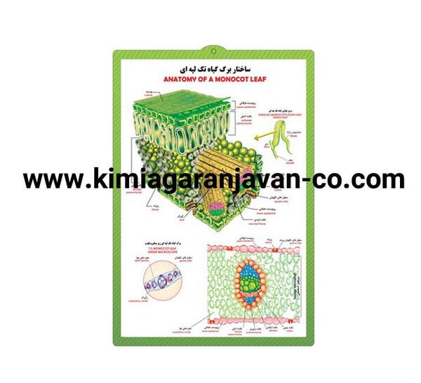 عکس برگ گیاهان تک لپه ای