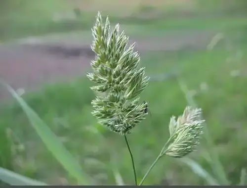عکس برگ گیاهان تک لپه ای