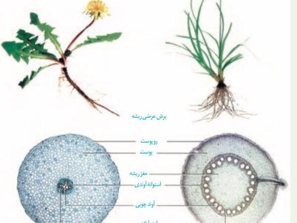 عکس برگ گیاهان تک لپه ای