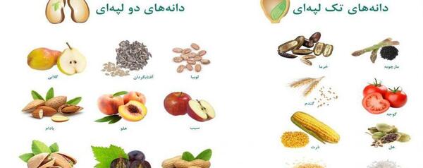عکس برگ گیاهان تک لپه ای