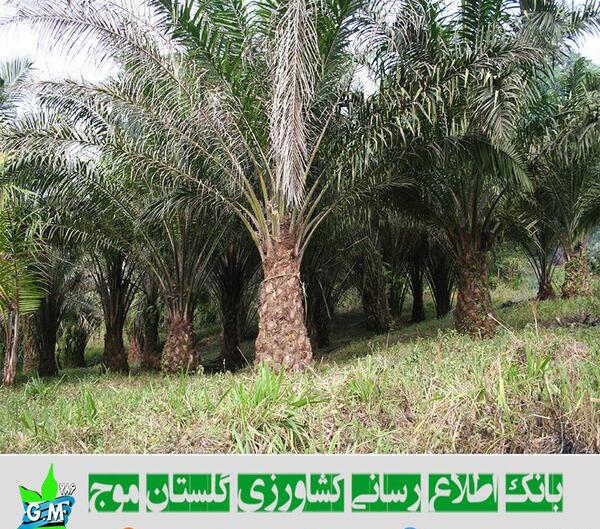 عکس دانه های تک لپه ای