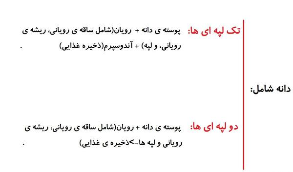 عکس دانه های تک لپه ای