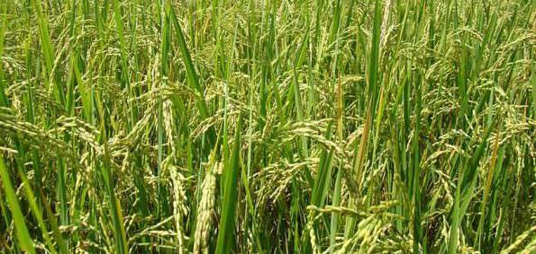 عکس دانه های تک لپه ای