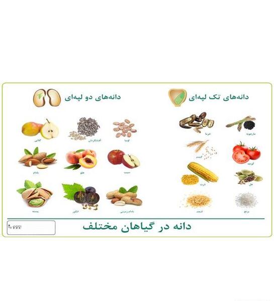 عکس دانه های تک لپه ای