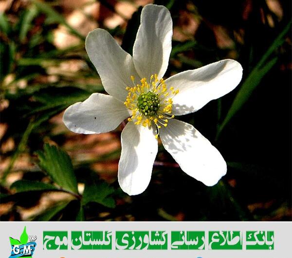 عکس دانه های تک لپه ای