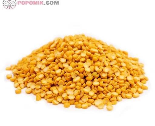 عکس دانه های تک لپه ای